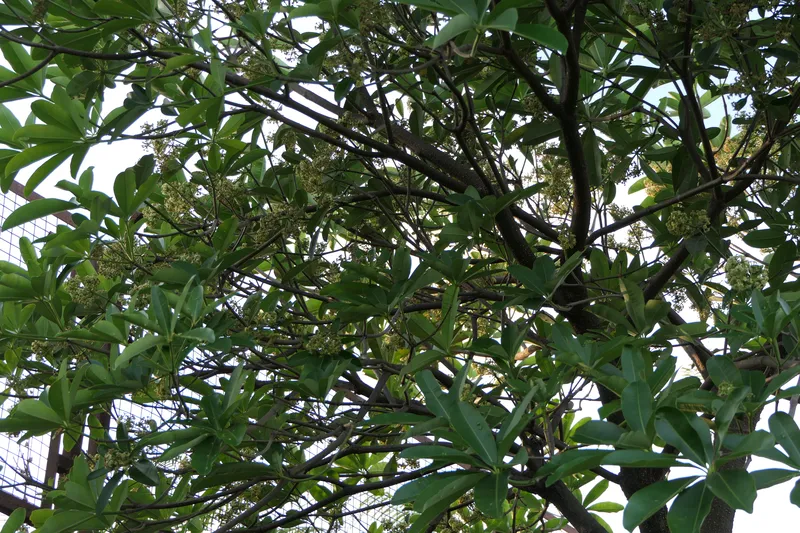 Hoa sữa nhỏ bé nhưng đầy cuốn hút Hoa sữa nhỏ bé nhưng đầy cuốn hút