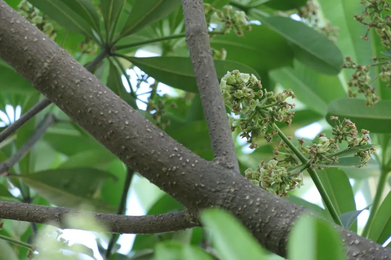 Sắc hoa sữa điểm tô cho thành phố vào thu Sắc hoa sữa điểm tô cho thành phố vào thu