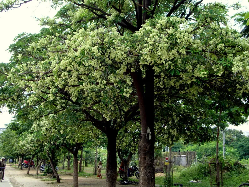 Cây hoa sữa tỏa hương thơm ngát Cây hoa sữa tỏa hương thơm ngát
