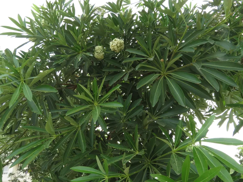 Hoa sữa phủ kín cây tạo nên cảnh sắc đặc trưng Hoa sữa phủ kín cây tạo nên cảnh sắc đặc trưng