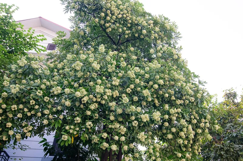 Hoa sữa trắng muốt nở đều trên cành Hoa sữa trắng muốt nở đều trên cành