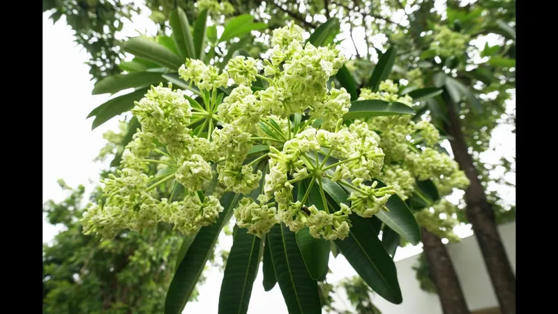 Cây hoa sữa tỏa hương ngọt ngào vào mùa thuCây hoa sữa tỏa hương ngọt ngào vào mùa thu Cây hoa sữa tỏa hương ngọt ngào vào mùa thuCây hoa sữa tỏa hương ngọt ngào vào mùa thu