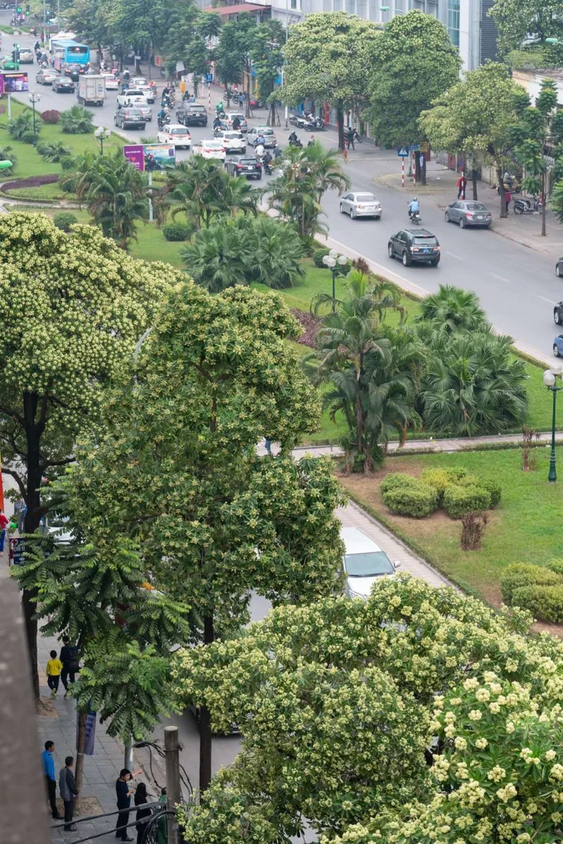 Hoa sữa rực rỡ giữa trời thu Hoa sữa rực rỡ giữa trời thu