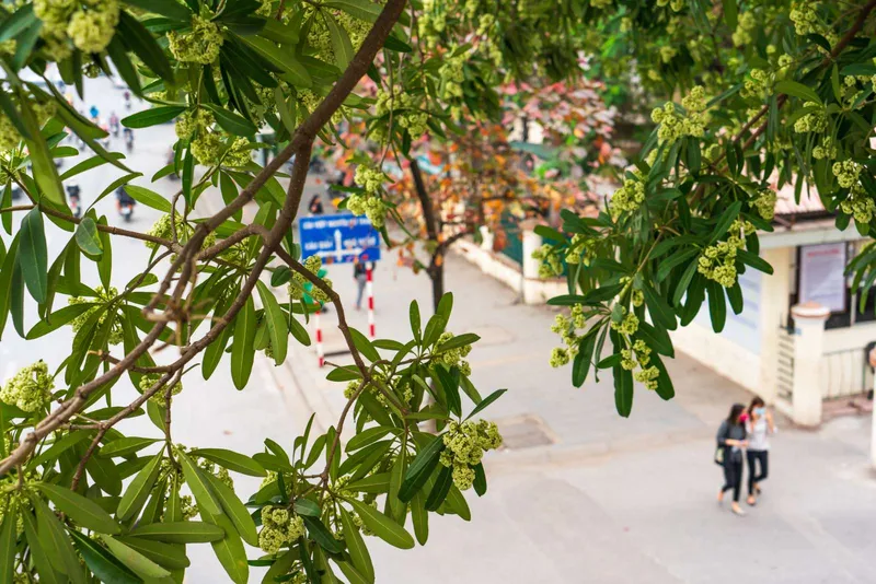 Khóm hoa sữa dịu dàng trong vườn Khóm hoa sữa dịu dàng trong vườn