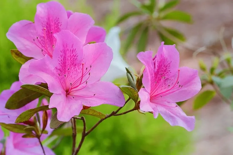 Hoa đỗ quyên tươi đẹp Hoa đỗ quyên tươi đẹp