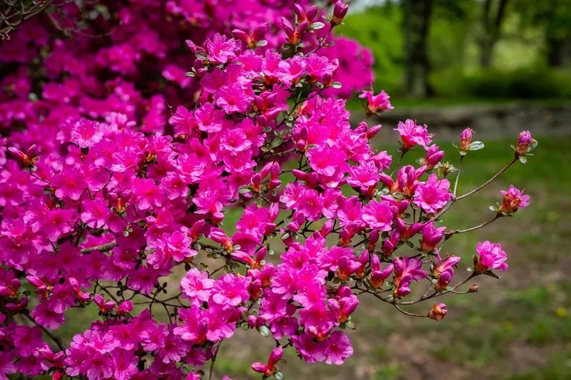 Cánh hoa đỗ quyên nở rộ Cánh hoa đỗ quyên nở rộ