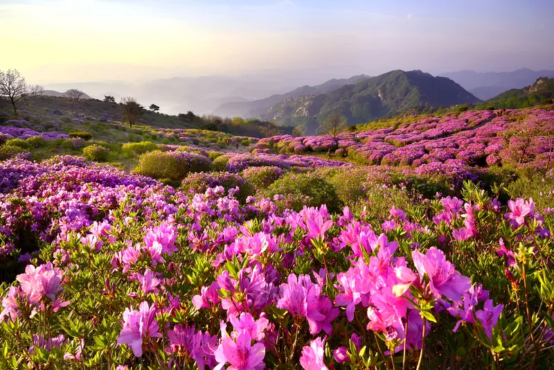 Đỗ quyên màu hồng tươi sáng Đỗ quyên màu hồng tươi sáng
