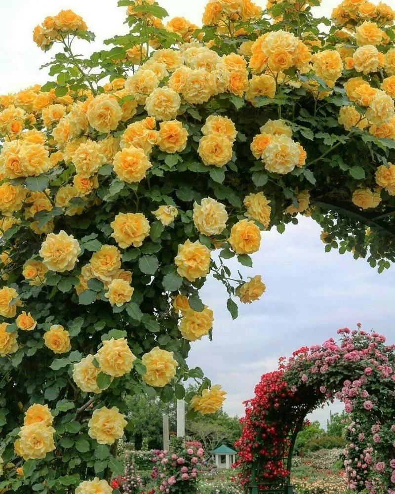 Ảnh hoa hồng leo với sắc hồng dịu dàng Ảnh hoa hồng leo với sắc hồng dịu dàng