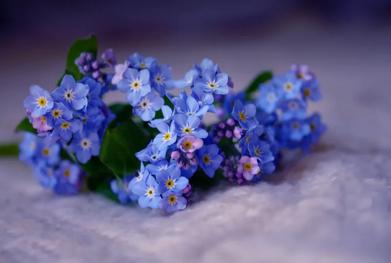 Hoa lưu ly nở thành từng chùm rực rỡ Hoa lưu ly nở thành từng chùm rực rỡ