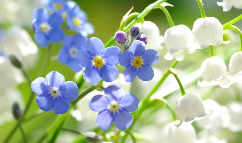 Hoa lưu ly nở đầy khu vườn mùa xuân Hoa lưu ly nở đầy khu vườn mùa xuân