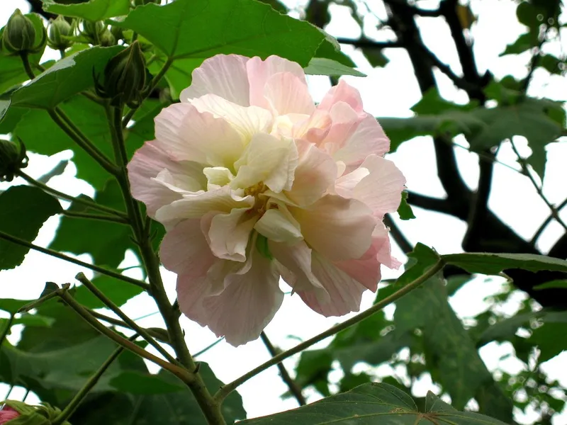 Cận cảnh hoa phù dung tinh tế