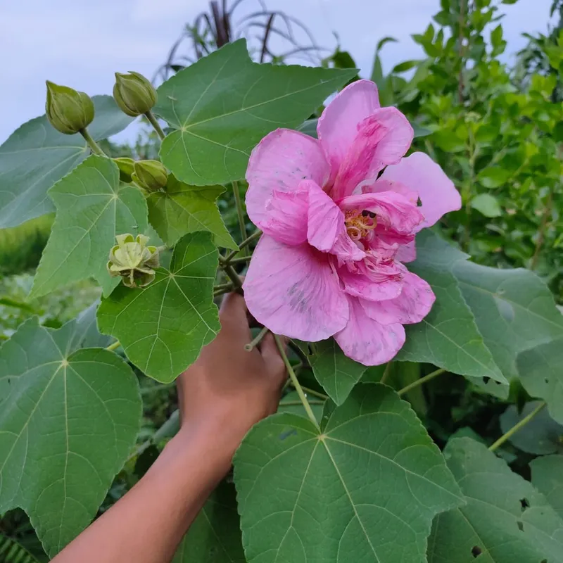 Những bông hoa phù dung nở khoe sắc