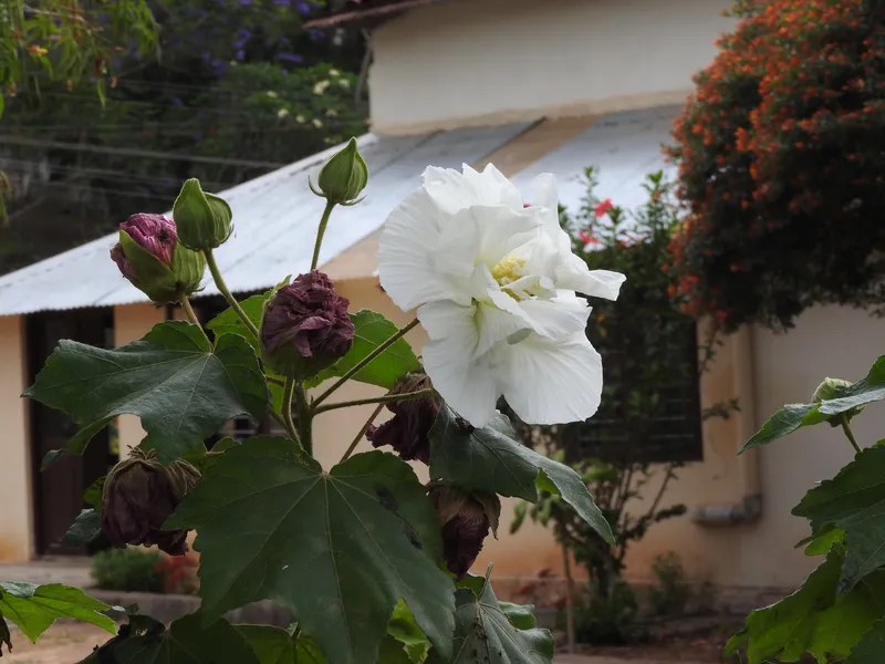 Hoa phù dung giữa khu vườn đầy nắng