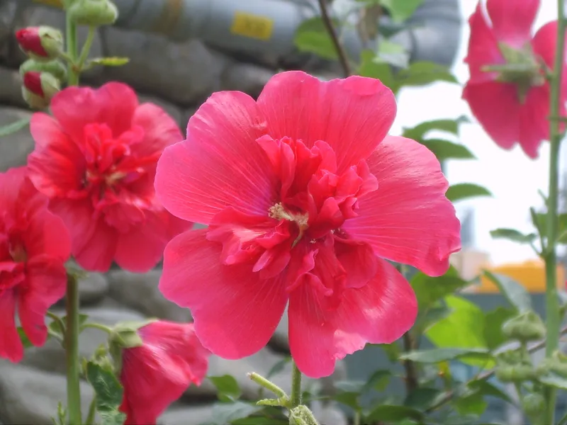 Những bông hoa phù dung tinh tế và quyến rũ