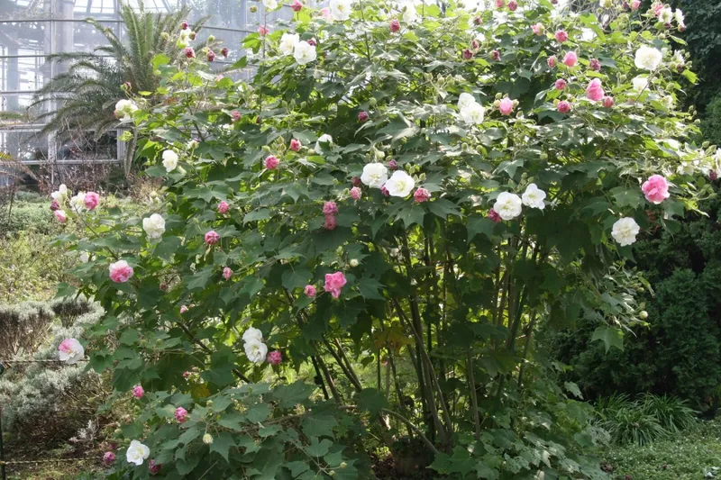 Những bông hoa phù dung rực rỡ