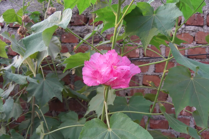 Hoa phù dung lung linh trong ánh sáng