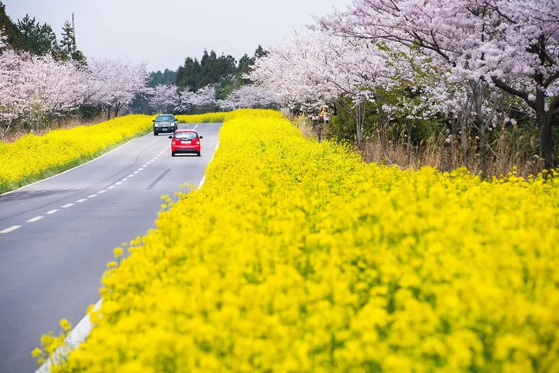 Thơ mộng và lãng mạn, mùa hoa cải vàng là biểu tượng của quê hương. Thơ mộng và lãng mạn, mùa hoa cải vàng là biểu tượng của quê hương.