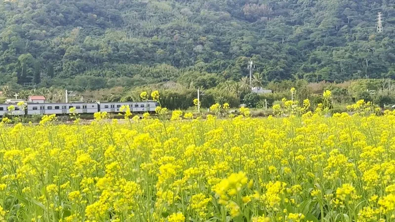 Sắc vàng của hoa cải làm bừng sáng cả một góc trời quê hương. Sắc vàng của hoa cải làm bừng sáng cả một góc trời quê hương.