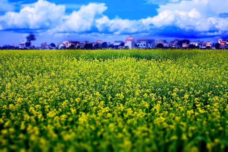 Cảnh đồng hoa cải vàng - nơi lưu giữ vẻ đẹp bình dị của làng quê. Cảnh đồng hoa cải vàng - nơi lưu giữ vẻ đẹp bình dị của làng quê.