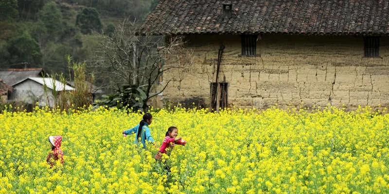 Du lịch đồng hoa cải vàng - trải nghiệm khó quên trong mùa xuân. Du lịch đồng hoa cải vàng - trải nghiệm khó quên trong mùa xuân.