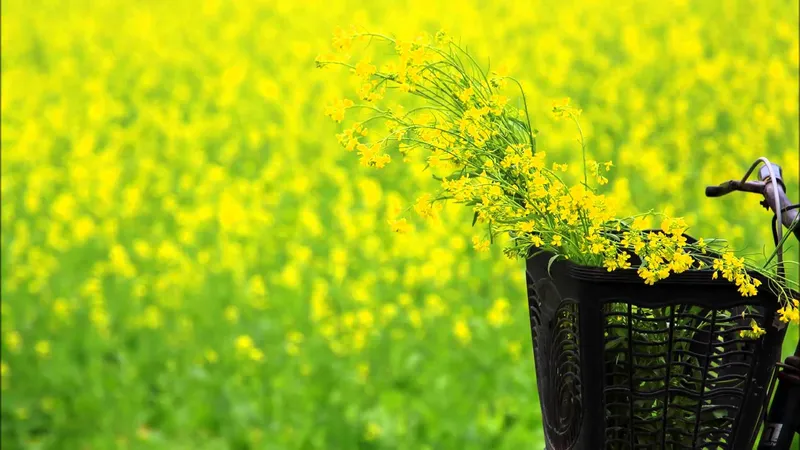 Mùa hoa cải vàng là thời điểm tuyệt vời để lưu lại những bức ảnh đẹp. Mùa hoa cải vàng là thời điểm tuyệt vời để lưu lại những bức ảnh đẹp.