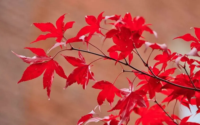 Lá phong đỏ độc đáo, lựa chọn hình nền hoàn hảo cho ngày thu yên bình Lá phong đỏ độc đáo, lựa chọn hình nền hoàn hảo cho ngày thu yên bình