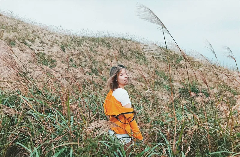 Hoa cỏ lau tỏa sáng trong ánh nắng chiều Hoa cỏ lau tỏa sáng trong ánh nắng chiều
