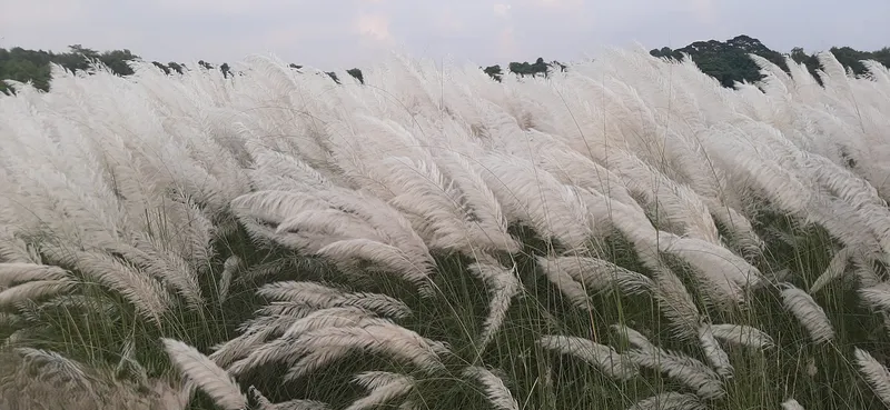 Hoa cỏ lau nhẹ nhàng đung đưa trong gió Hoa cỏ lau nhẹ nhàng đung đưa trong gió