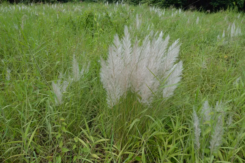 Những bức ảnh hoa cỏ lau làm say lòng người yêu thiên nhiên Những bức ảnh hoa cỏ lau làm say lòng người yêu thiên nhiên