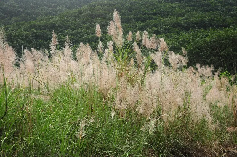 Vẻ đẹp dịu dàng của hoa cỏ lau khiến lòng người thư thái Vẻ đẹp dịu dàng của hoa cỏ lau khiến lòng người thư thái