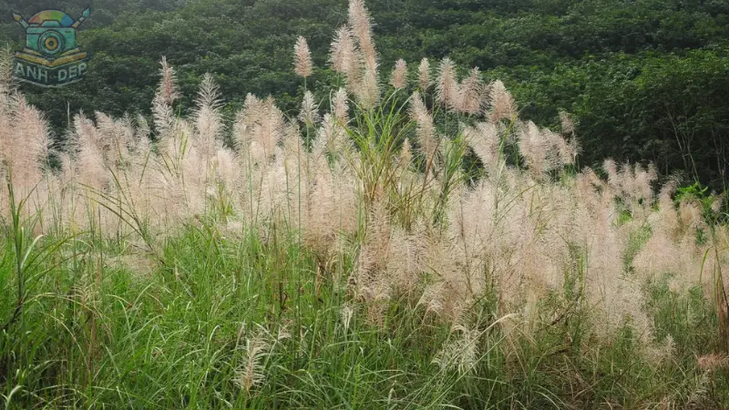 Vẻ đẹp dịu dàng trong từng hình ảnh về hoa cỏ lau Vẻ đẹp dịu dàng trong từng hình ảnh về hoa cỏ lau