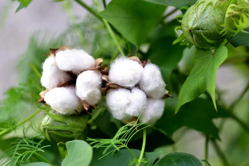 Phong cảnh cánh đồng bông trắng, biểu tượng của vẻ đẹp tự nhiên.