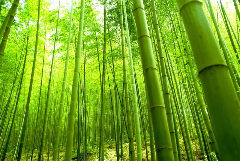 Rừng tre trúc thơ mộng, nơi dừng chân lý tưởng để hòa mình vào thiên nhiên.