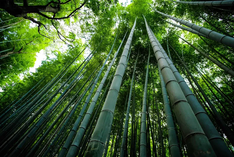 Vẻ đẹp rừng tre trúc tạo cảm giác bình yên cho tâm hồn.