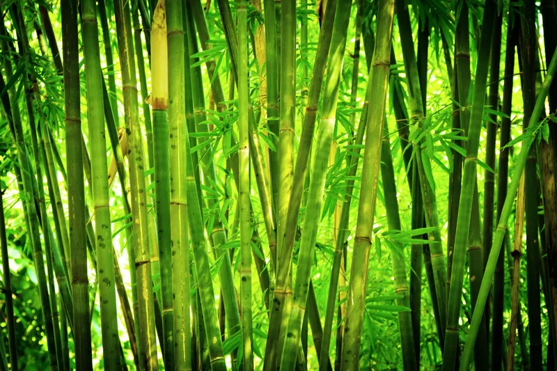 Du lịch rừng tre trúc, tận hưởng không gian thiên nhiên trong lành.