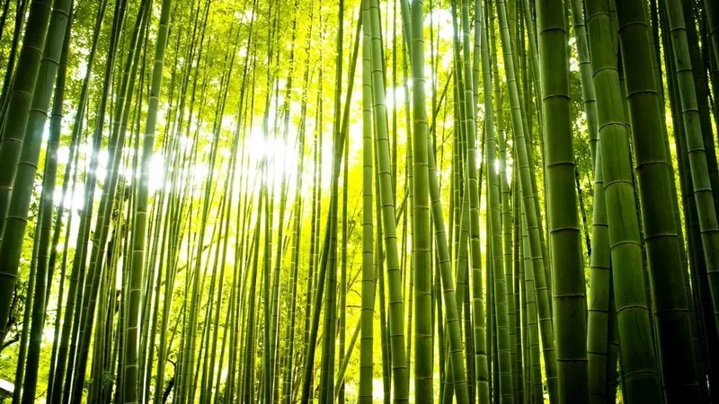 Rừng tre Việt Nam - nơi lưu giữ những giá trị truyền thống và tự nhiên.