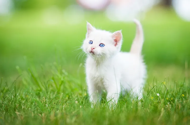 Những hình nền động vật đáng yêu, là lựa chọn lý tưởng cho những ai yêu thích sự dễ thương Những hình nền động vật đáng yêu, là lựa chọn lý tưởng cho những ai yêu thích sự dễ thương