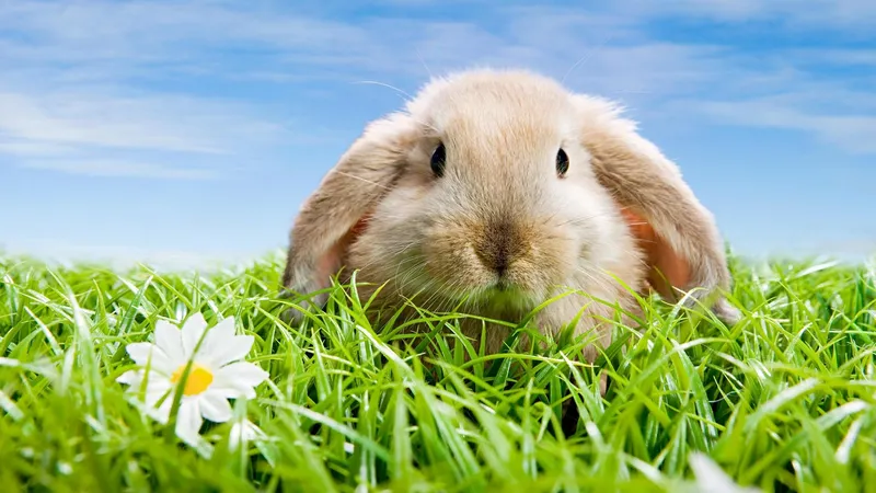 Đừng bỏ lỡ bộ hình nền động vật đáng yêu, tạo nên cảm giác ấm áp cho từng ngày Đừng bỏ lỡ bộ hình nền động vật đáng yêu, tạo nên cảm giác ấm áp cho từng ngày