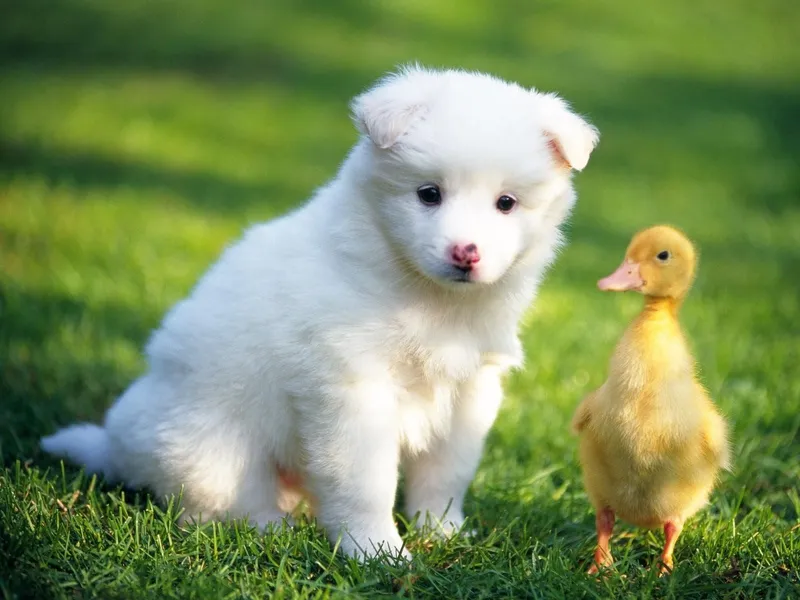 Hình nền động vật đáng yêu, những khoảnh khắc dễ thương làm say lòng người Hình nền động vật đáng yêu, những khoảnh khắc dễ thương làm say lòng người