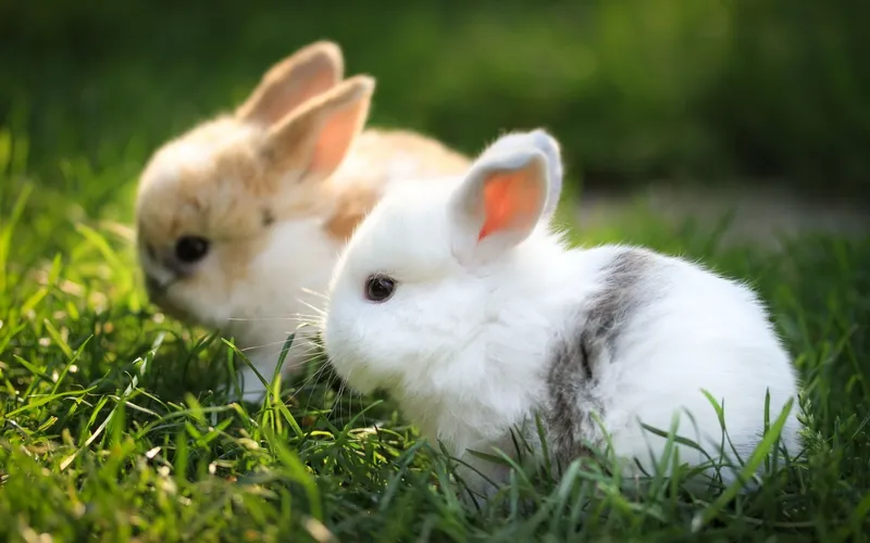 Hình nền động vật đáng yêu, mang lại cảm giác dễ chịu và thư giãn cho mắt Hình nền động vật đáng yêu, mang lại cảm giác dễ chịu và thư giãn cho mắt
