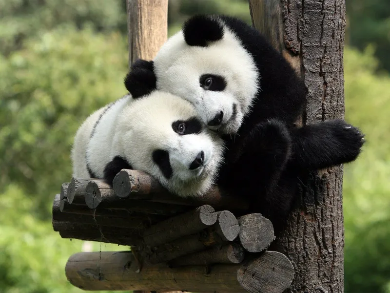 Hình nền động vật đáng yêu giúp bạn thêm yêu cuộc sống và thiên nhiên hơn Hình nền động vật đáng yêu giúp bạn thêm yêu cuộc sống và thiên nhiên hơn