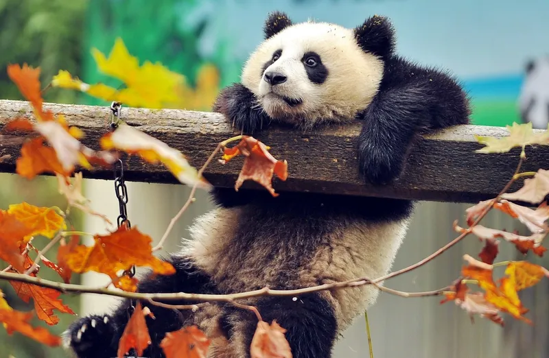Hình nền động vật đáng yêu, một cách tuyệt vời để thể hiện tình yêu với thiên nhiên Hình nền động vật đáng yêu, một cách tuyệt vời để thể hiện tình yêu với thiên nhiên