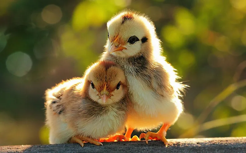 Bộ sưu tập hình nền động vật đáng yêu, dễ dàng làm cho bạn cười mỗi lần nhìn Bộ sưu tập hình nền động vật đáng yêu, dễ dàng làm cho bạn cười mỗi lần nhìn