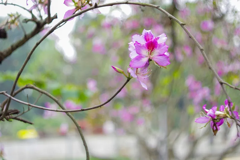 Hoa ban đua nhau khoe sắc Hoa ban đua nhau khoe sắc