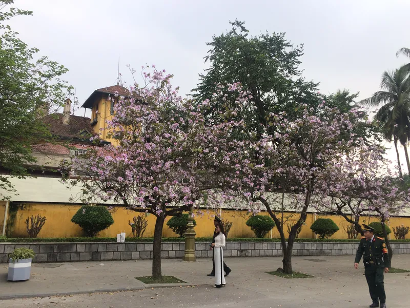 Hoa ban khoe sắc trong ánh sáng Hoa ban khoe sắc trong ánh sáng