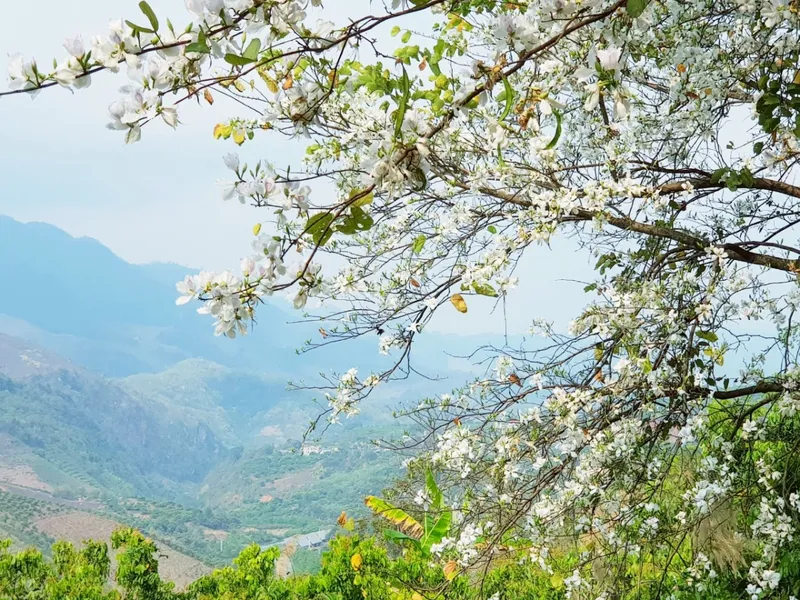 Những bông hoa ban rực rỡ trong gió Những bông hoa ban rực rỡ trong gió