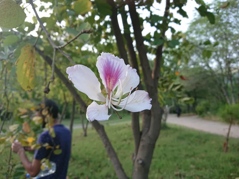 Vẻ đẹp giản đơn của hoa ban Vẻ đẹp giản đơn của hoa ban