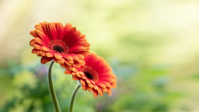 Cánh hoa đồng tiền đan xen Cánh hoa đồng tiền đan xen