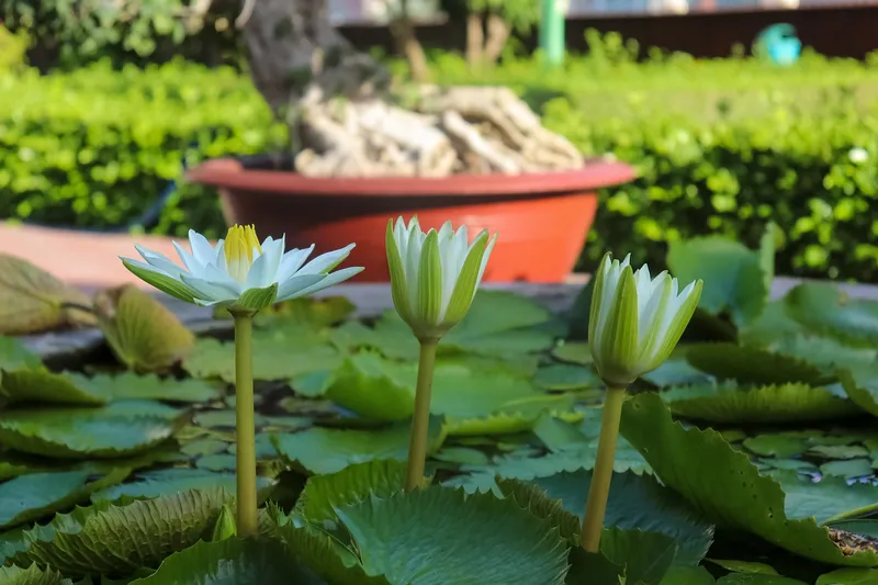 Những bông hoa súng tô điểm cho mặt hồ Những bông hoa súng tô điểm cho mặt hồ