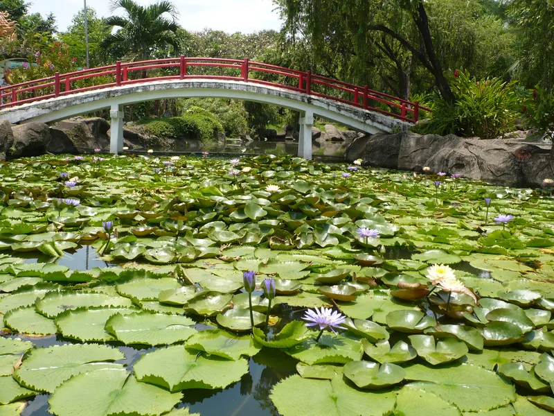 Búp hoa súng tinh tế chờ ngày nở rộ Búp hoa súng tinh tế chờ ngày nở rộ